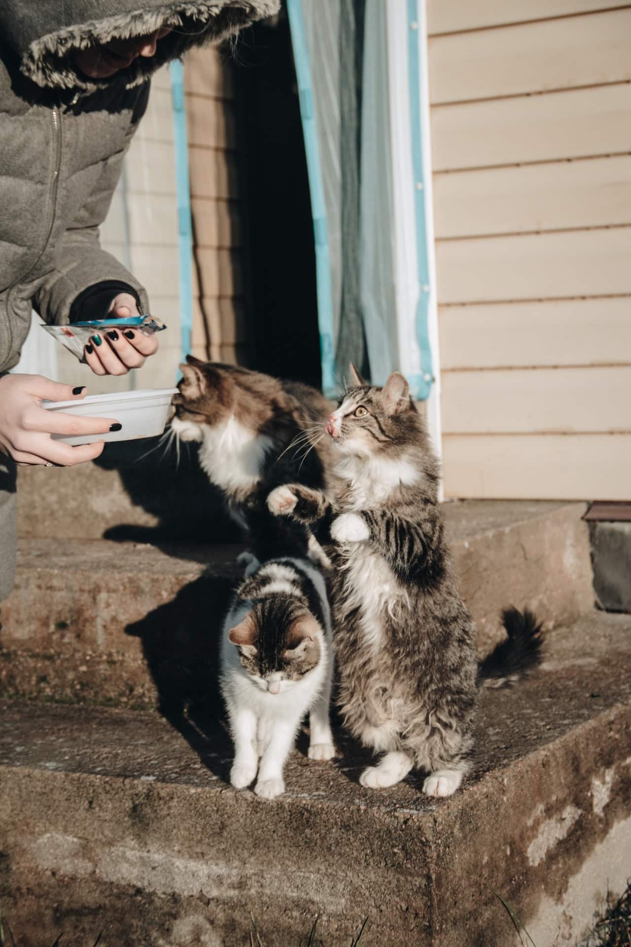 Alimentacion para gatos y perros en Arriondas