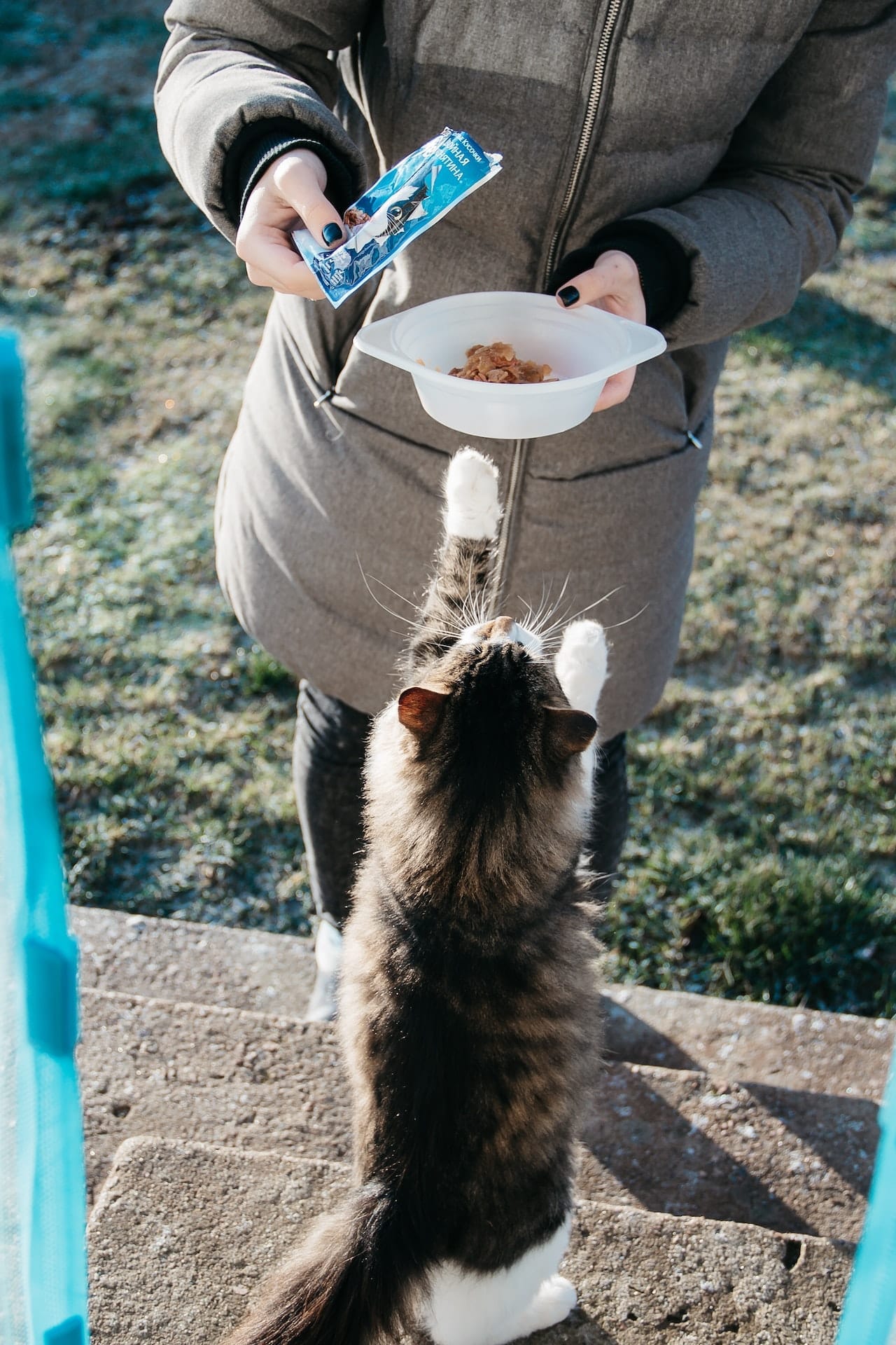 Comida para gatos y perros en Arriondas