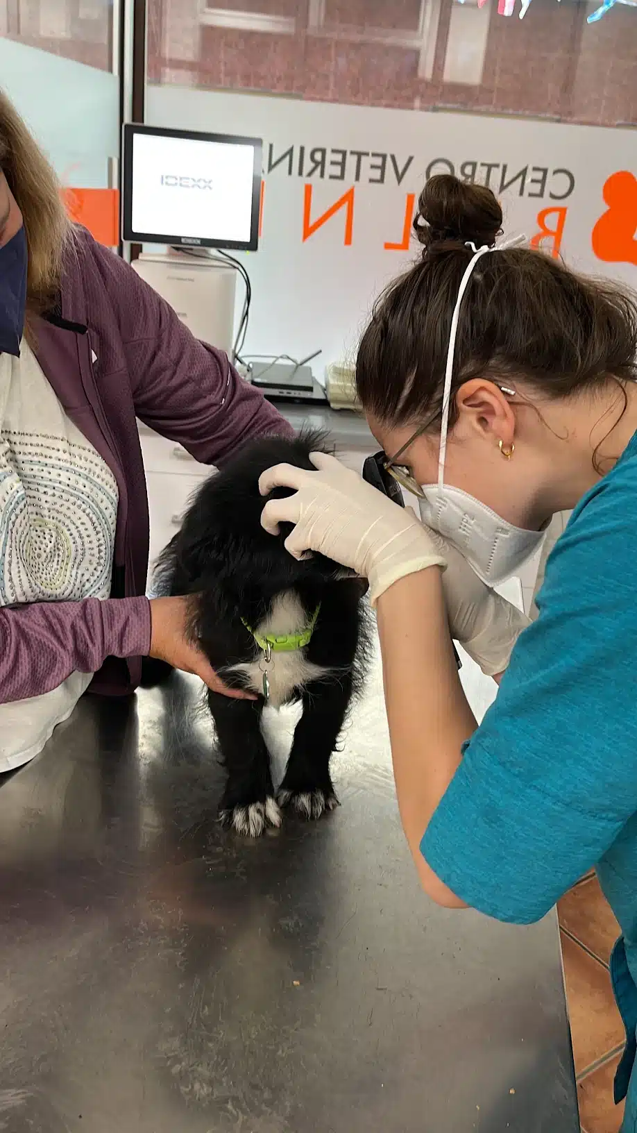 Oftalmologia veterinaria en Arriondas - Asturias