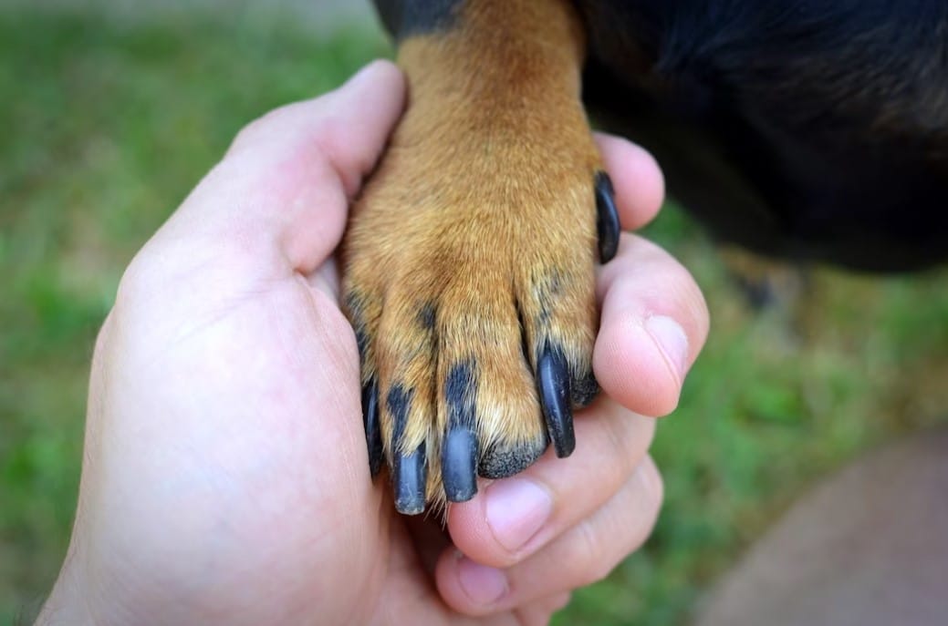 Traumatologia y oftalmologia servicio de veterinaria en Arriondas