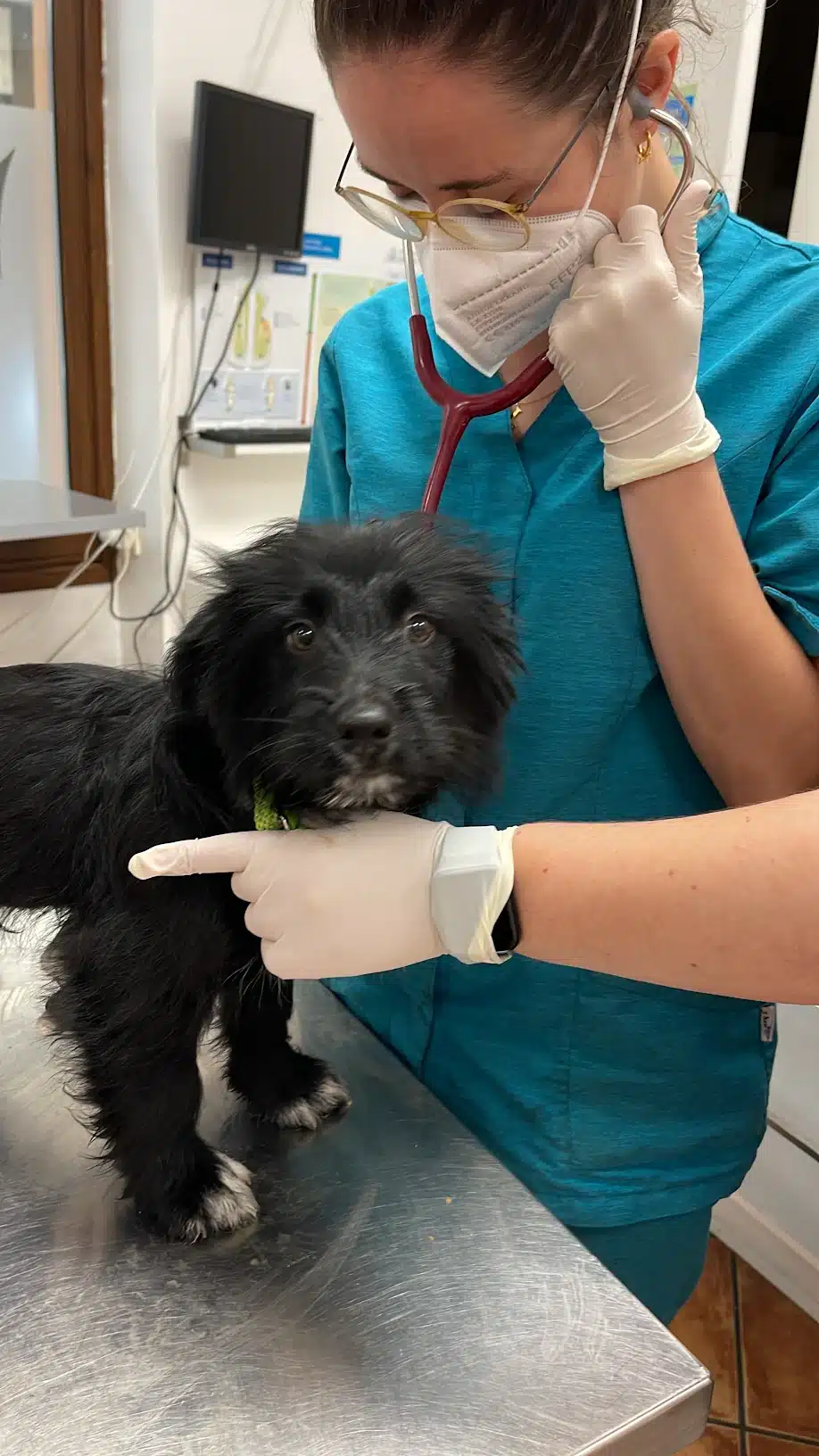 Urgencia veterinaria 24h en Arriondas - Clinica veterinaria Bulnes
