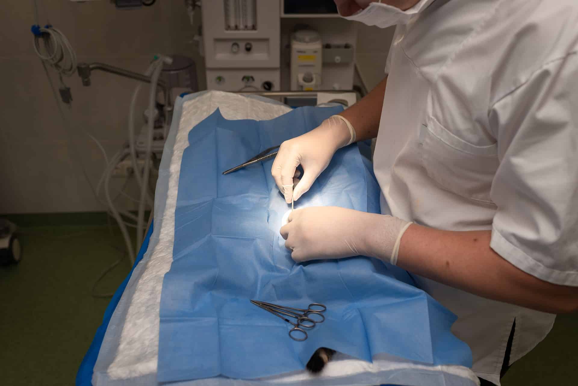 Urgencia veterinaria en Arriondas - Clinica Veterinaria Bulnes